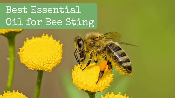 Best Essential Oil for Bee Sting