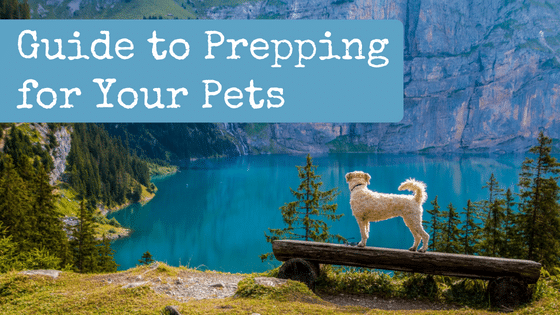 Guide to Prepping for Your Pets