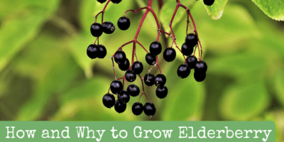 How and Why to Grow Elderberry