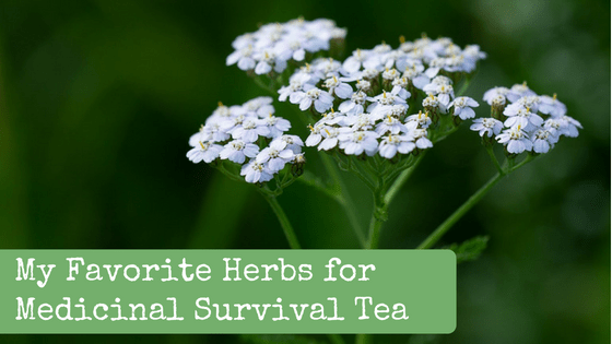 My Favorite Herbs for Medicinal Survival Tea