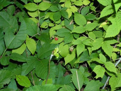 9 Best Essential Oils for Poison Ivy | Backdoor Survival 9 Best Essential Oils for Poison Ivy | Backdoor Survival