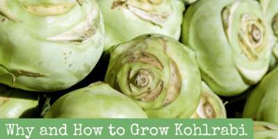 Why and How to Grow Kohlrabi