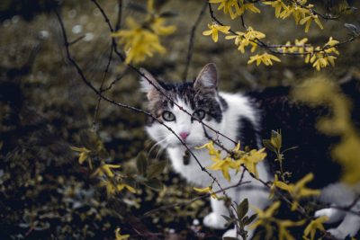 cat in the wild cute