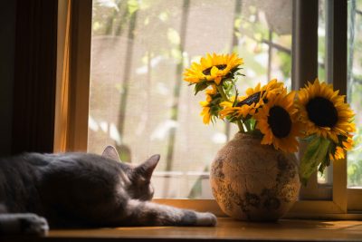 cat looking outside