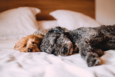 dog on bed sleeping