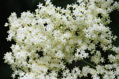 elderberry white flowers