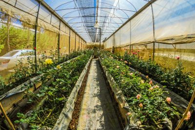 greenhouse plant