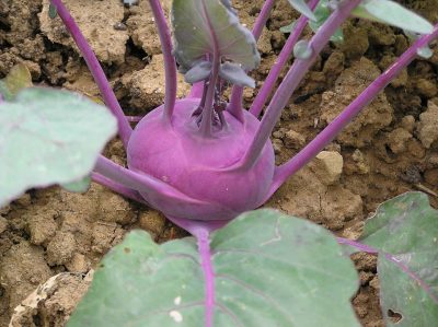 kohlrabi purple