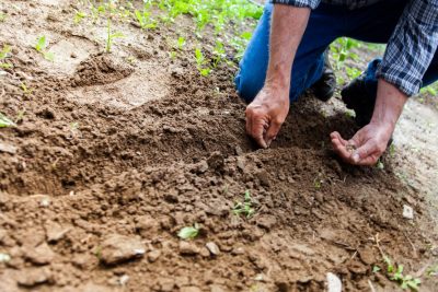 man planting seeds into ground
