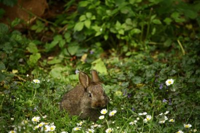 rabbit in jungle forest
