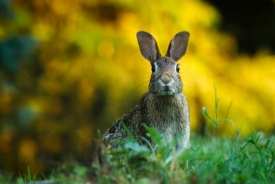 rabbit in wild