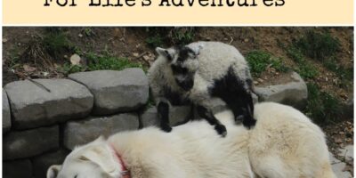 Prepper’s Guide To Dogs: Tips For Choosing A Dog For Life’s Adventures
