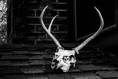 antler animal bone