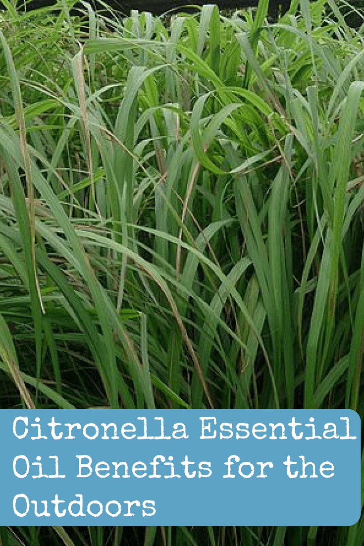 Citronella Essential Oil Benefits for the Outdoors Backdoor Survival
