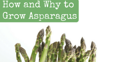How and Why to Grow Asparagus