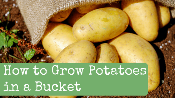 How to Grow Potatoes in a Bucket