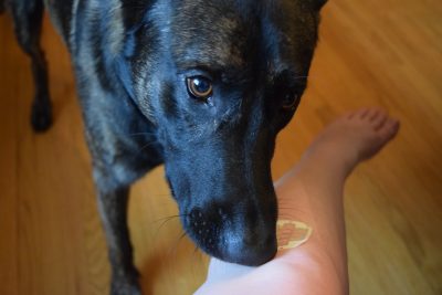 dog zipstitch review