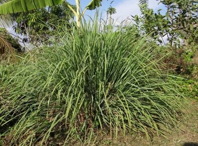 lemongrass