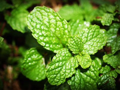 peppermint leaves