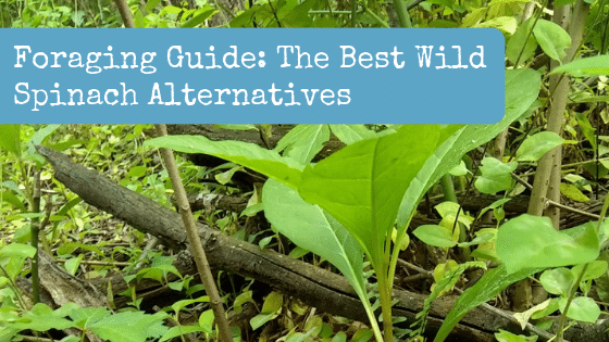 Foraging Guide: The Best Wild Spinach Alternatives