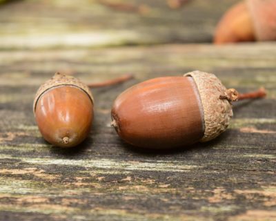 acorn - best natural dyes