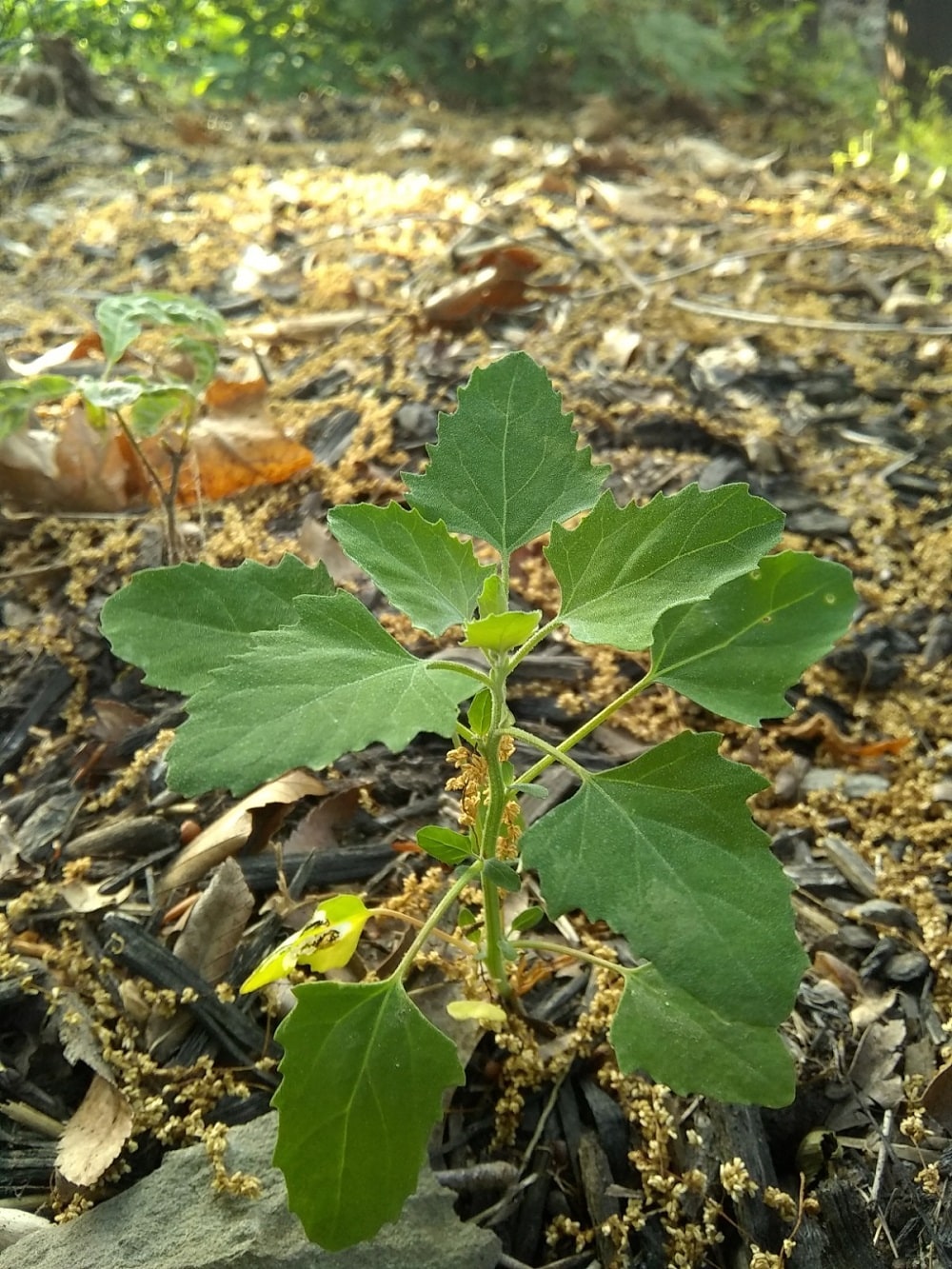 Foraging Guide The Best Wild Spinach Alternatives Backdoor Survival