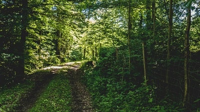 nature fence