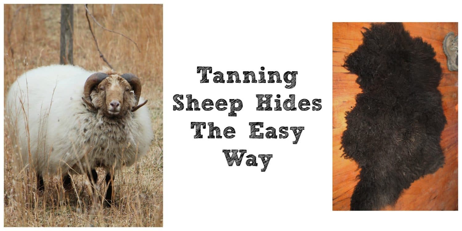 Tanning Sheep Hides The Easy Way | Backdoor Survival Tanning Sheep Hides The Easy Way | Backdoor Survival