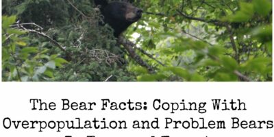 The Bear Facts: Coping With Overpopulation and Problem Bears In Town and Forest