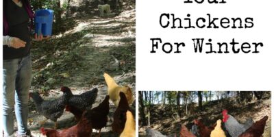 Preparing Your Chickens For Winter