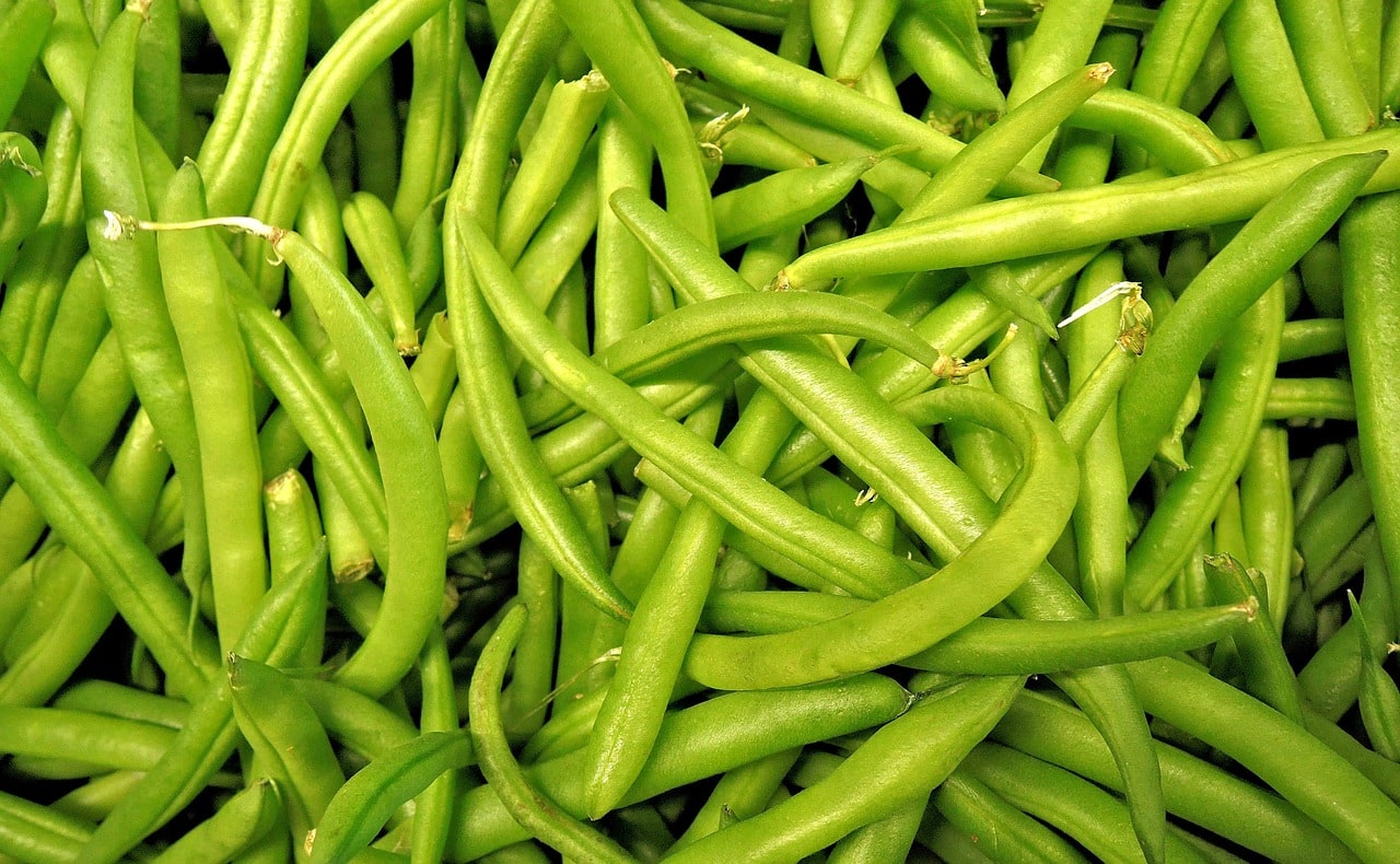 How to Dehydrate Green Beans Backdoor Survival