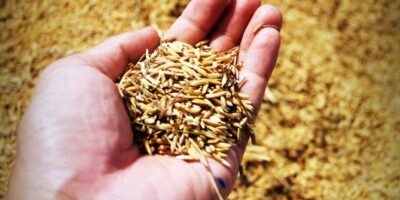 Beyond Standard Wheat : Top Grains To Put Back For A Long Emergency
