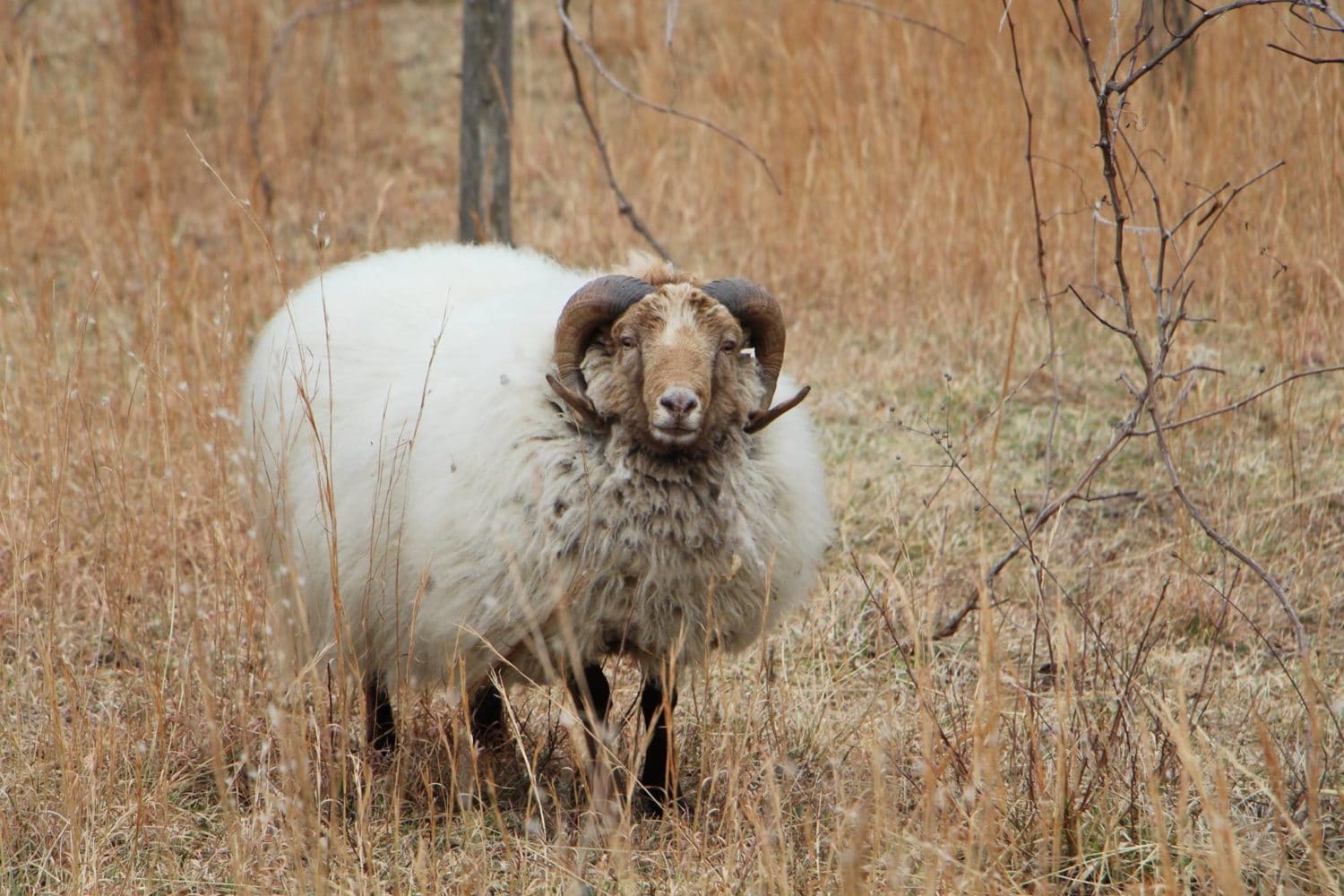 Horned Shetland Sheep