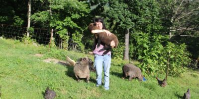 Babydoll Sheep Vs Shetland Sheep For Homesteading