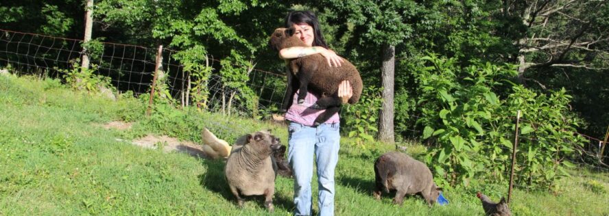 Babydoll Sheep Vs Shetland Sheep For Homesteading