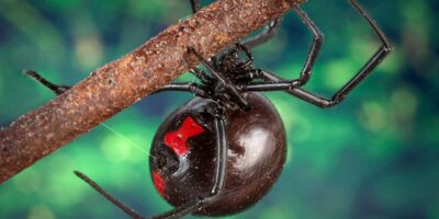 A Look At Venomous Spiders