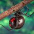 A Look At Venomous Spiders