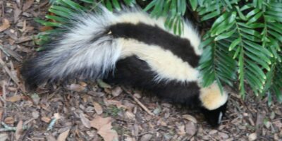 Skunked: Solutions For Eliminating Skunks and Odors from Pets and Property