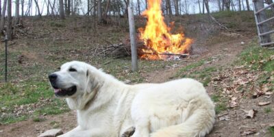 All About Dogs During A Long Emergency + Feeding Guidelines and Estimates For Emergency Dog Food Storage