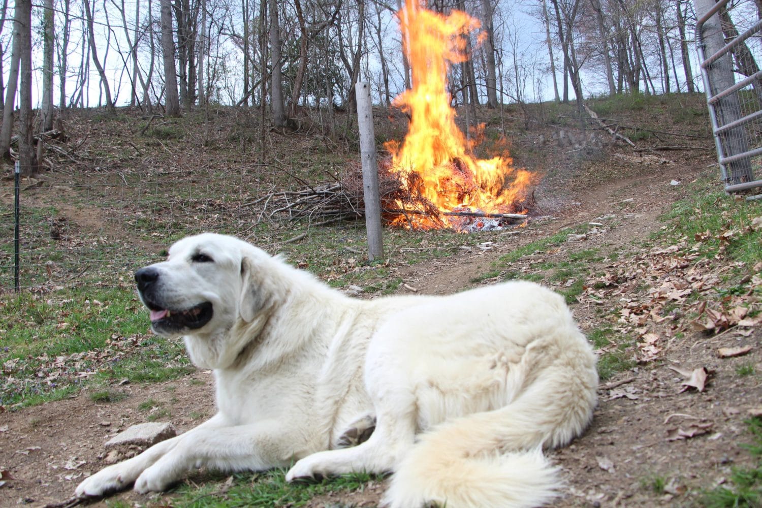 All About Dogs During A Long Emergency + Feeding Guidelines and