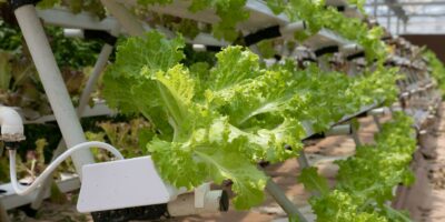 Aquaponics vs Hydroponics