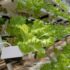 Aquaponics vs Hydroponics