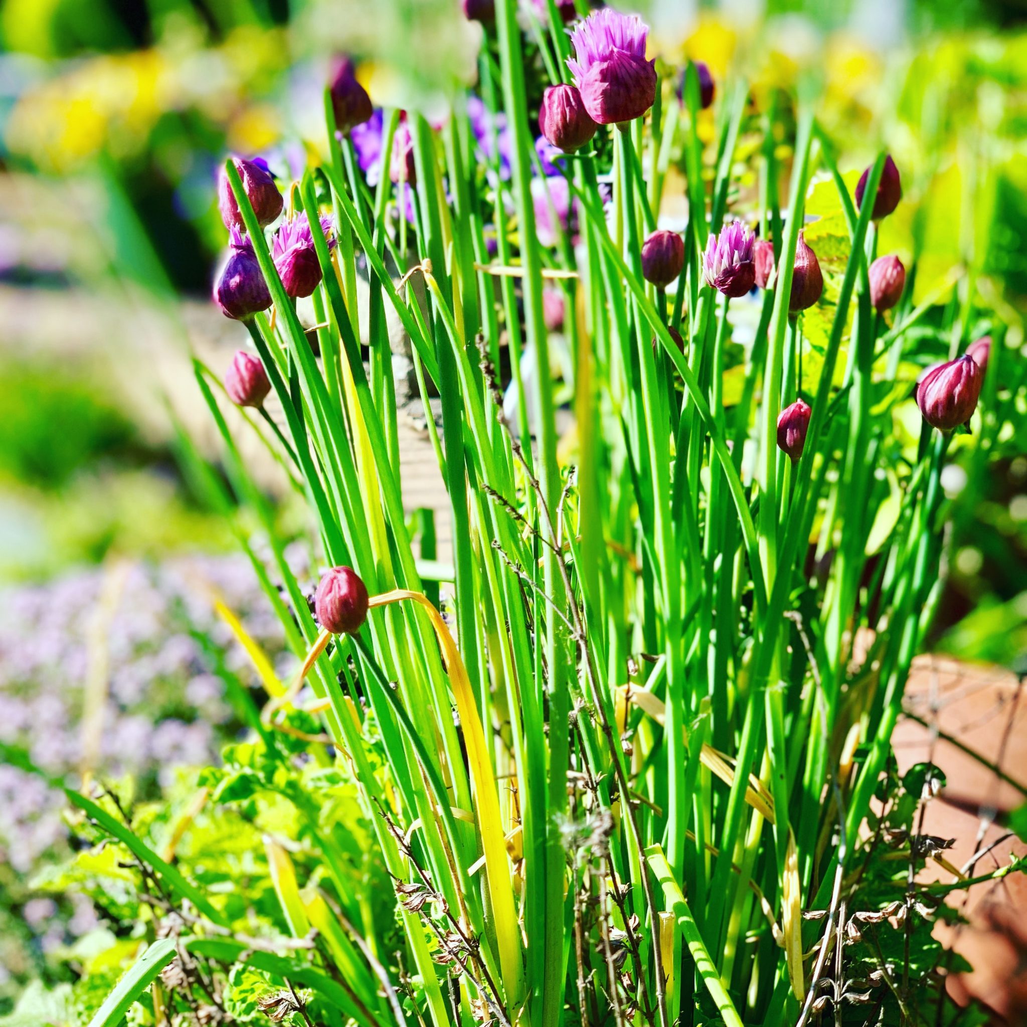 Chives