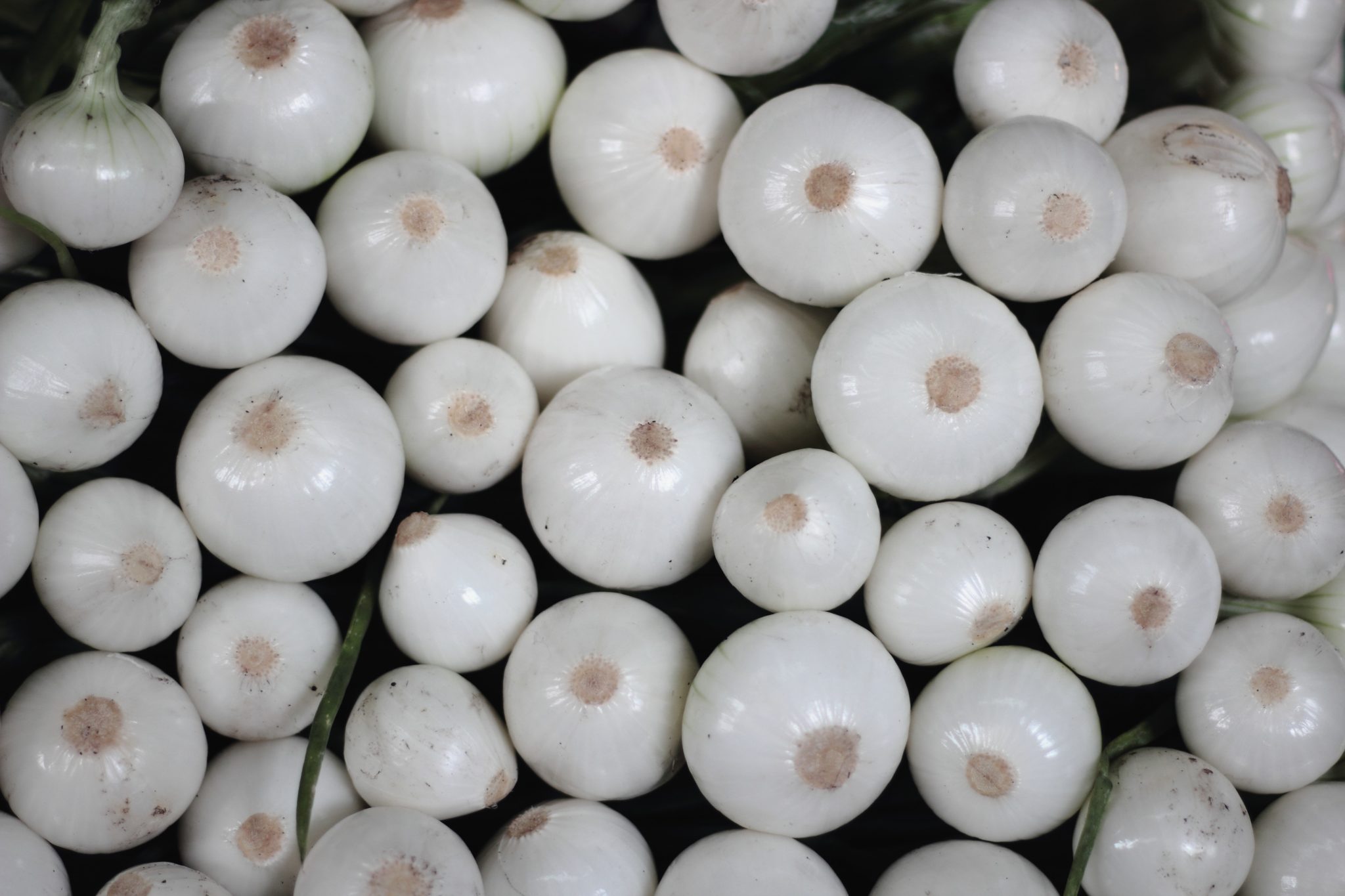 Pearl Onions