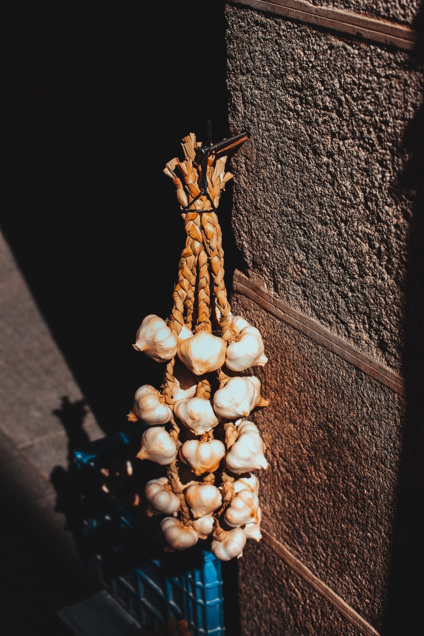 Softneck Garlic