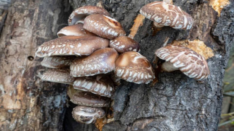 Shiitake Mushroom Growing Tips
