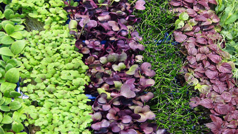 Are Microgreens Good for You?