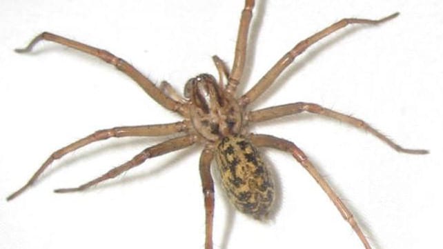 hobo spider