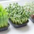How to Grow Microgreens Indoors: A Guide for Beginners