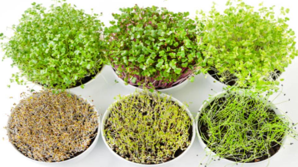 Sprouts vs. Microgreens Are They Different?